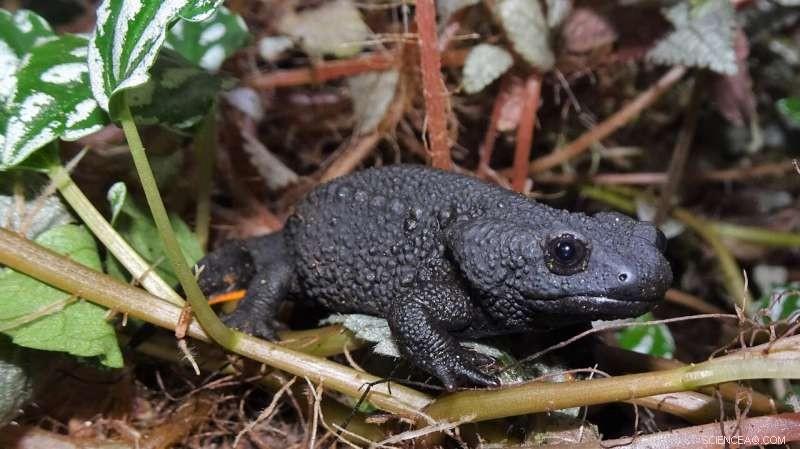 Scientists Reveal Critical Conservation Gaps for Vietnam’s Amphibians