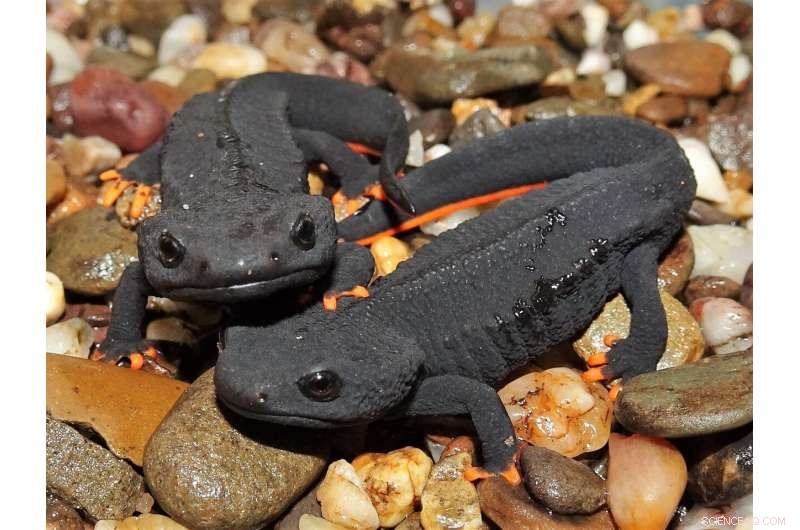 Scientists Reveal Critical Conservation Gaps for Vietnam’s Amphibians
