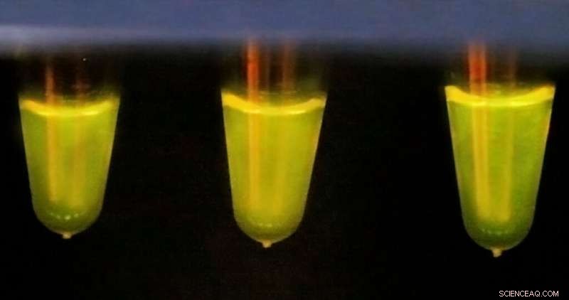 Heat‑Stable Cas13 Enzyme Promises Advanced Diagnostics and Innovative Biotech Applications