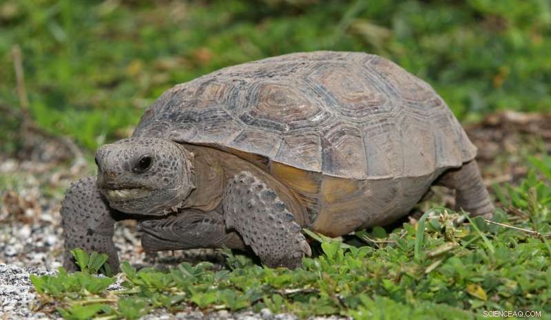 Protecting Florida s Gopher Tortoises: Community Effort Rescues Reptiles from Development Threats