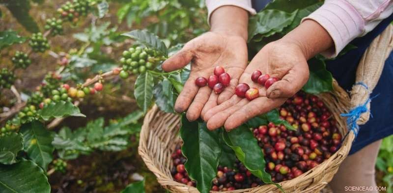How Birds and Bees Sustain Coffee Plant Health