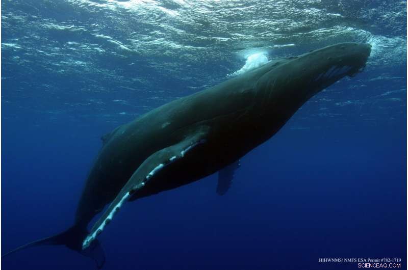Research Suggests Climate Change May Force Humpback Whales to Avoid Hawaiian Waters