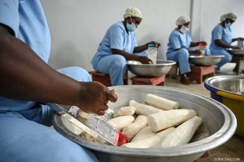 Ivory Coast Adopts Cassava Bread as Wheat Prices Soar