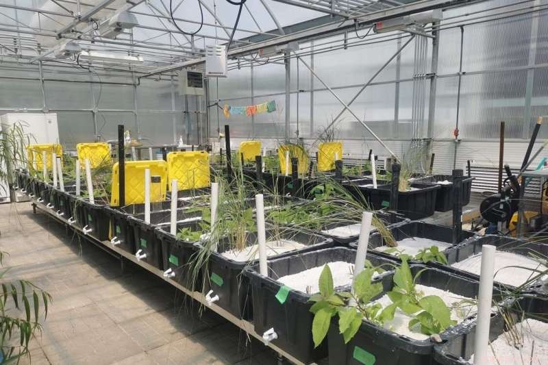 Harnessing Native Plants to Remove Triclosan from Quebec’s Wetlands