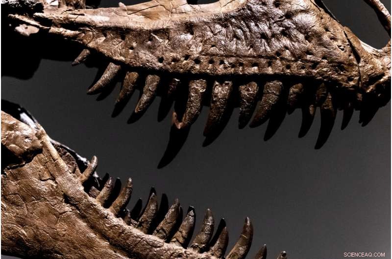 Sotheby s to Auction 76‑Million‑Year‑Old Gorgosaurus Skeleton in New York