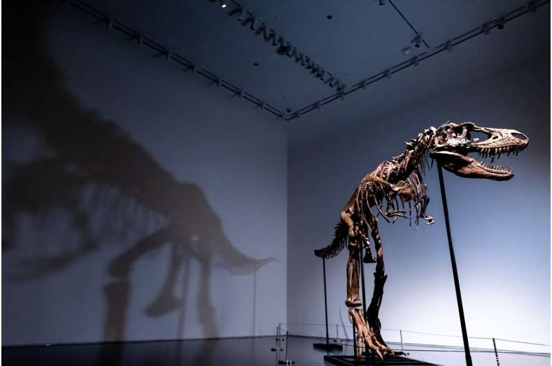 Sotheby s to Auction 76‑Million‑Year‑Old Gorgosaurus Skeleton in New York