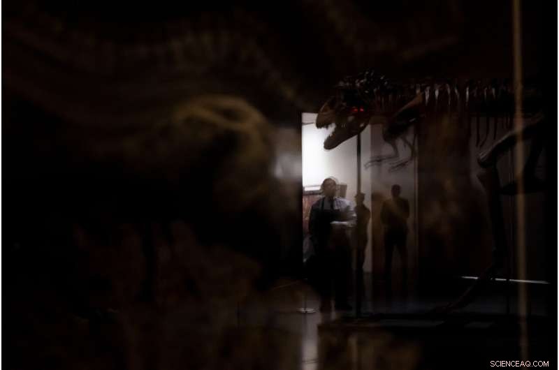 Sotheby s to Auction 76‑Million‑Year‑Old Gorgosaurus Skeleton in New York