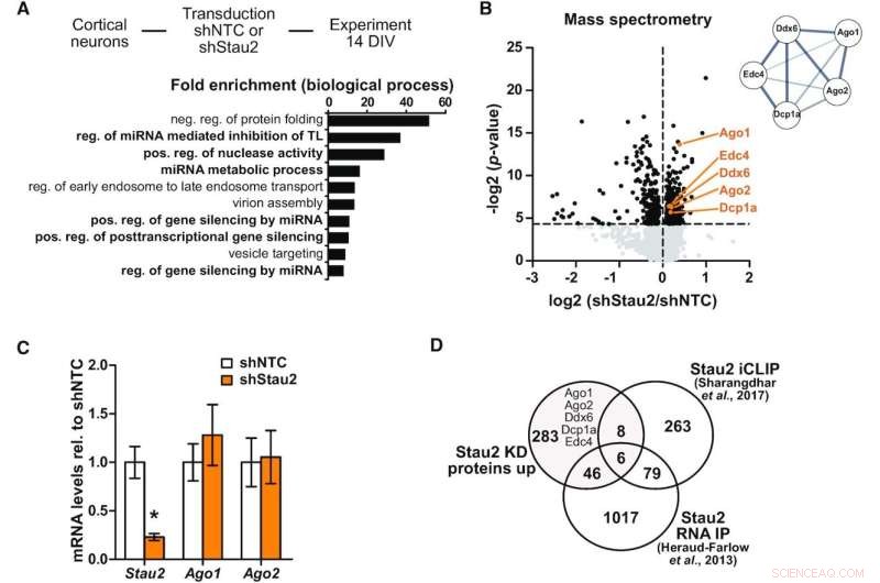 Unveiling the Interaction Between Staufen and Argonaute Proteins in Neural Regulation