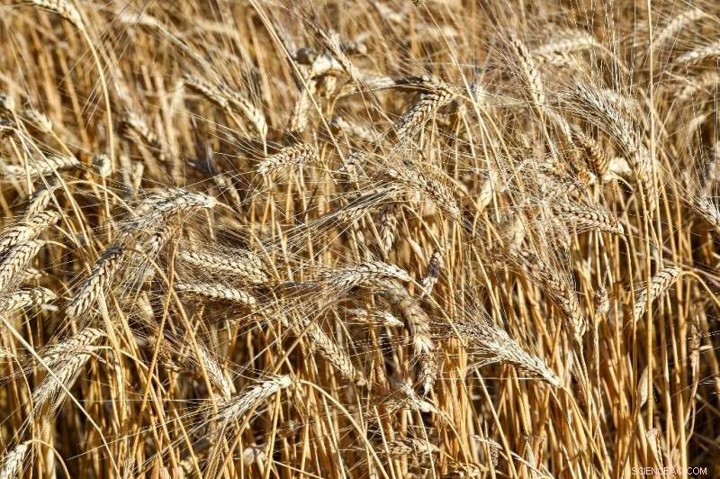 Tunisia Faces Wheat Production Challenges Amid Rising Global Prices Triggered by Ukraine War