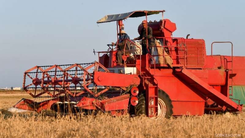 Tunisia Faces Wheat Production Challenges Amid Rising Global Prices Triggered by Ukraine War