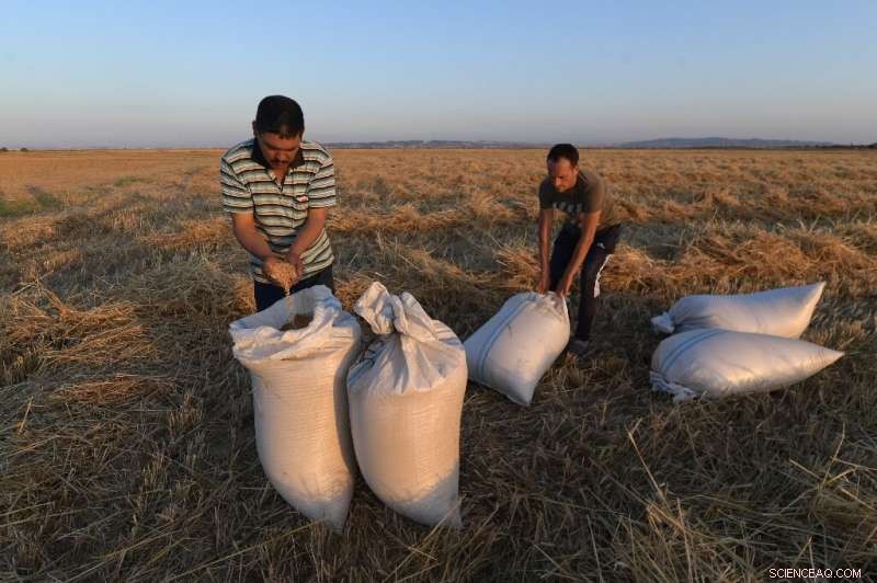 Tunisia Faces Wheat Production Challenges Amid Rising Global Prices Triggered by Ukraine War
