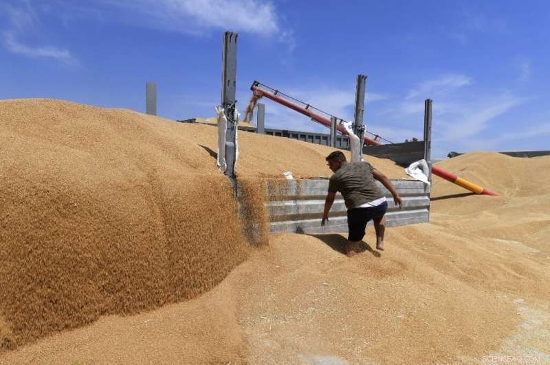 Tunisia Faces Wheat Production Challenges Amid Rising Global Prices Triggered by Ukraine War