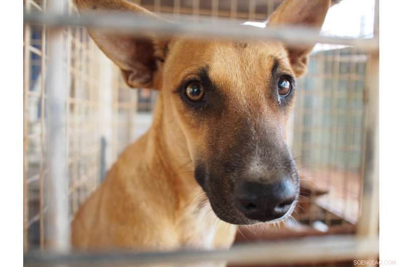 Male Dogs Significantly More Prone to Oro‑Nasal Canine Transmissible Tumor Than Females