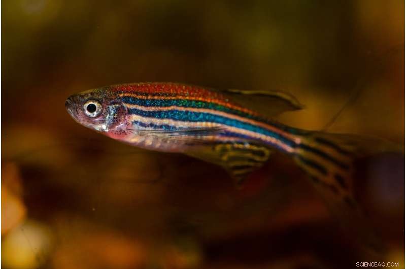 New Zebrafish Genetic Atlas Promises Breakthroughs in Biomedical Research
