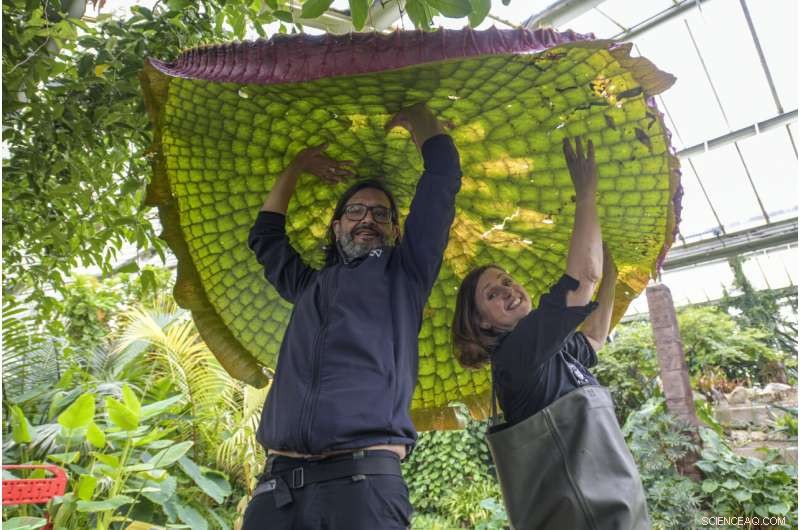 New Giant Waterlily Species Discovered at Kew Gardens