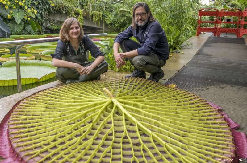 New Giant Waterlily Species Discovered at Kew Gardens