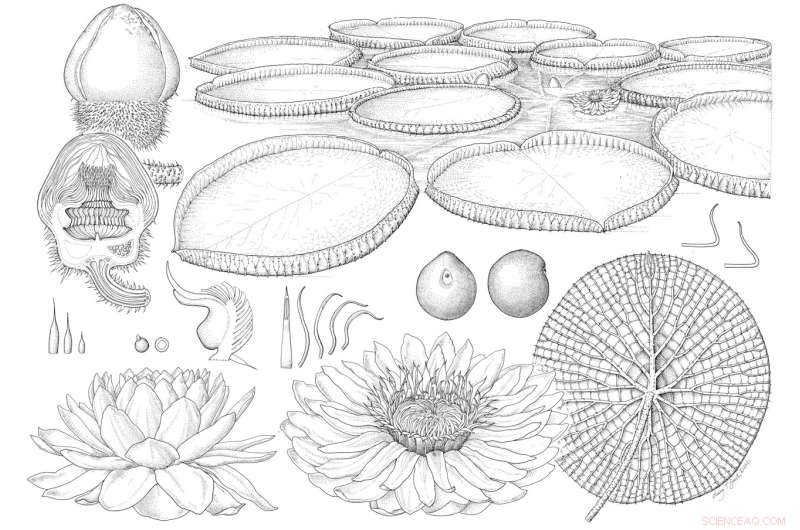 New Giant Waterlily Species Discovered at Kew Gardens