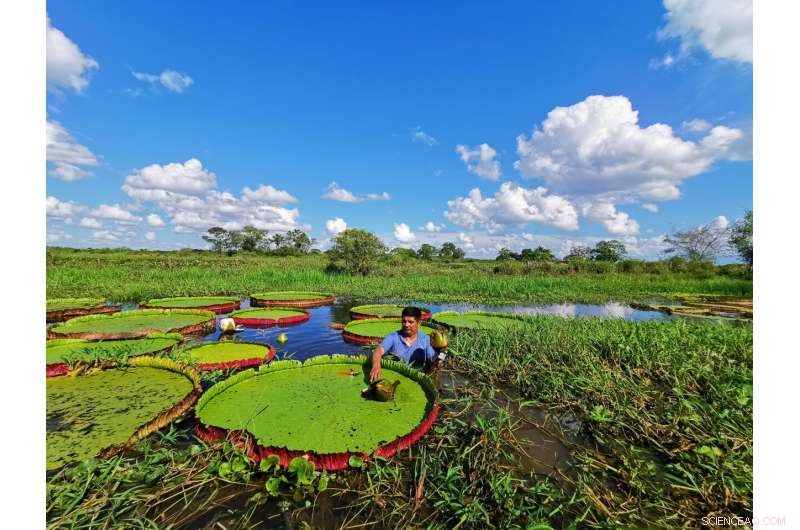 New Giant Waterlily Species Discovered at Kew Gardens