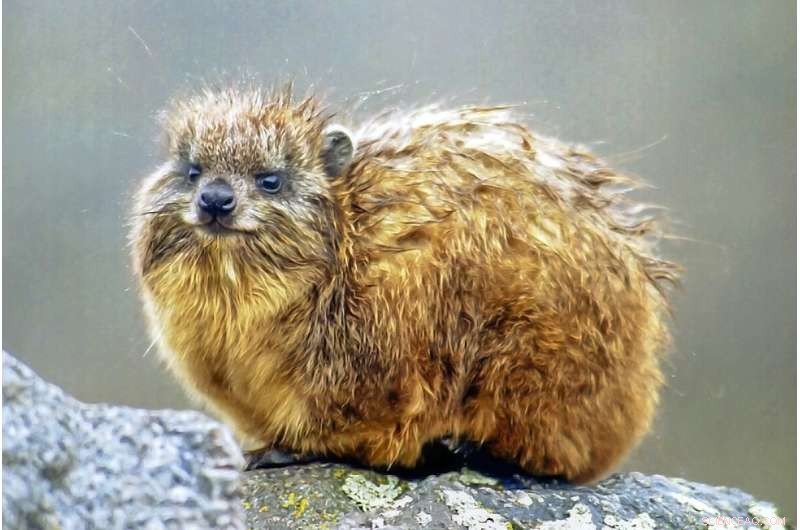 New Study Reveals Lice-Mammal Coevolution: From Birds to Afrotheria