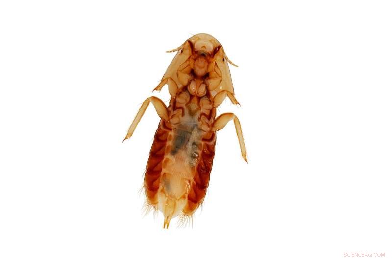 New Study Reveals Lice-Mammal Coevolution: From Birds to Afrotheria