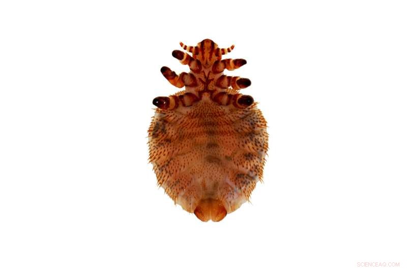 New Study Reveals Lice-Mammal Coevolution: From Birds to Afrotheria