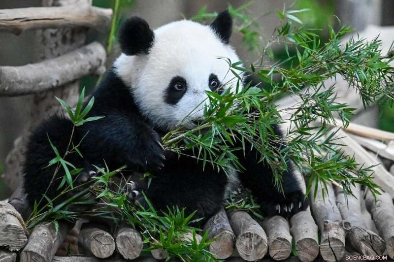 Fossil Evidence Uncovers Pandas  Evolution Toward a Specialized Herbivorous Diet