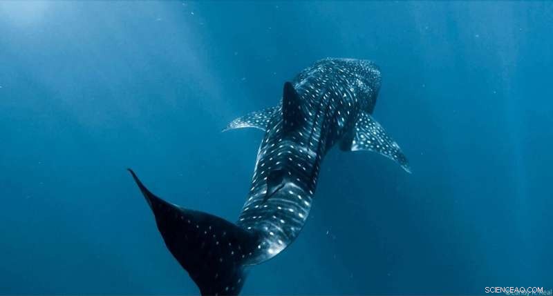 Whale Sharks Uncovered: Satellite Tracking Reveals Global Migration & Feeding Patterns