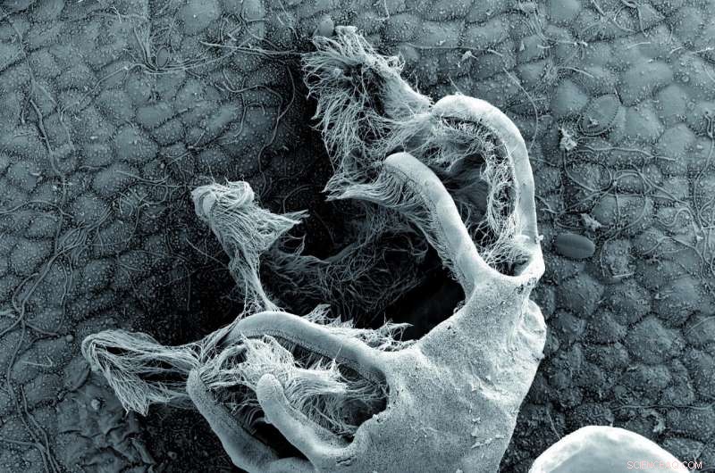 Unveiling Ancient Lineages: Kamptozoa and Bryozoa Distinct from Mollusks and Worms