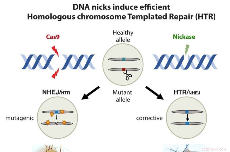 Soft CRISPR: Safer, More Accurate Gene Editing for Correcting Genetic Defects