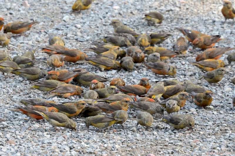 Red Crossbills Adapt Physiology and Behavior After Neighbor Cues of Food Scarcity
