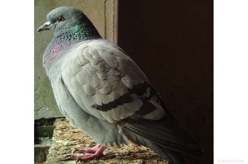 Rare Wild Rock Dove Populations Discovered on Remote British & Irish Islands