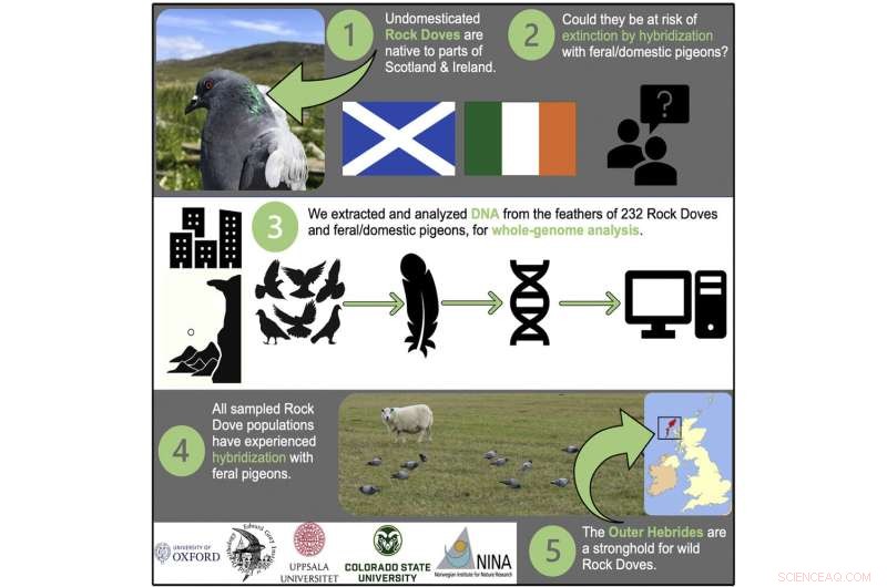 Rare Wild Rock Dove Populations Discovered on Remote British & Irish Islands