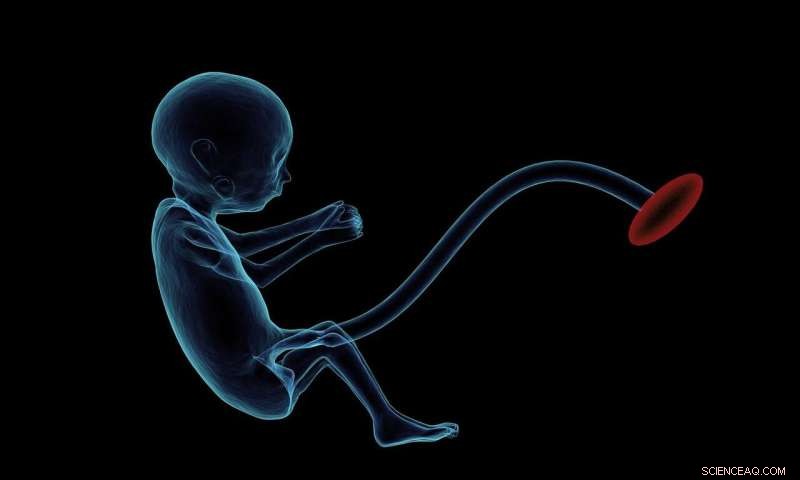 How Placentas Evolved in Mammals: New Gene Expression Study Reveals Origins