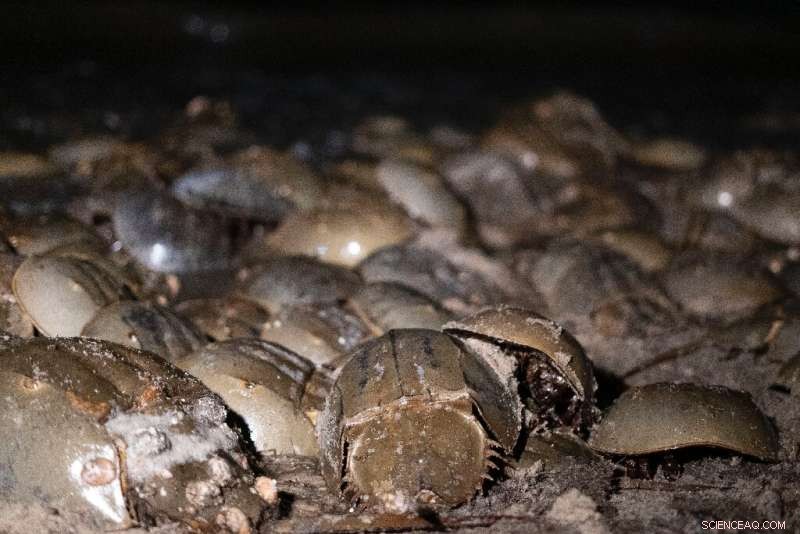 Horseshoe Crabs: Essential Living Fossils for Vaccine Safety