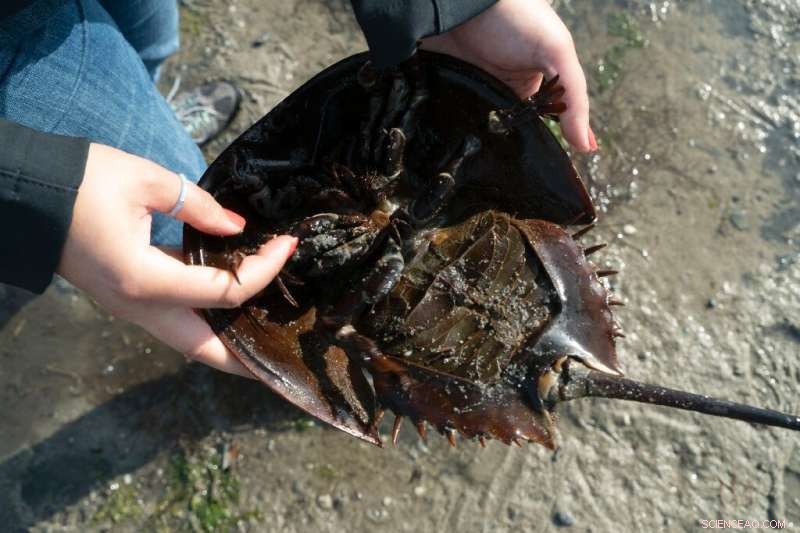 Horseshoe Crabs: Essential Living Fossils for Vaccine Safety