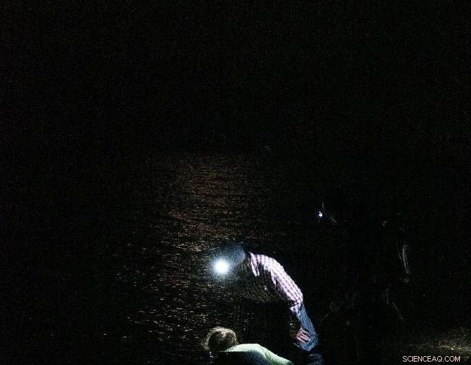 Horseshoe Crabs: Essential Living Fossils for Vaccine Safety