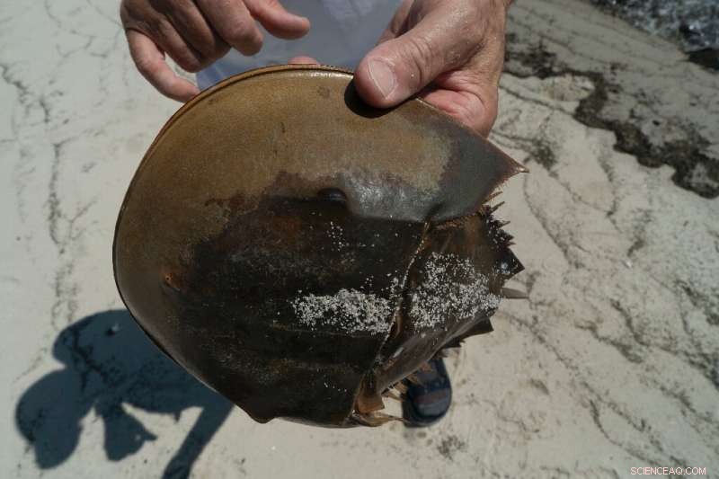Horseshoe Crabs: Essential Living Fossils for Vaccine Safety