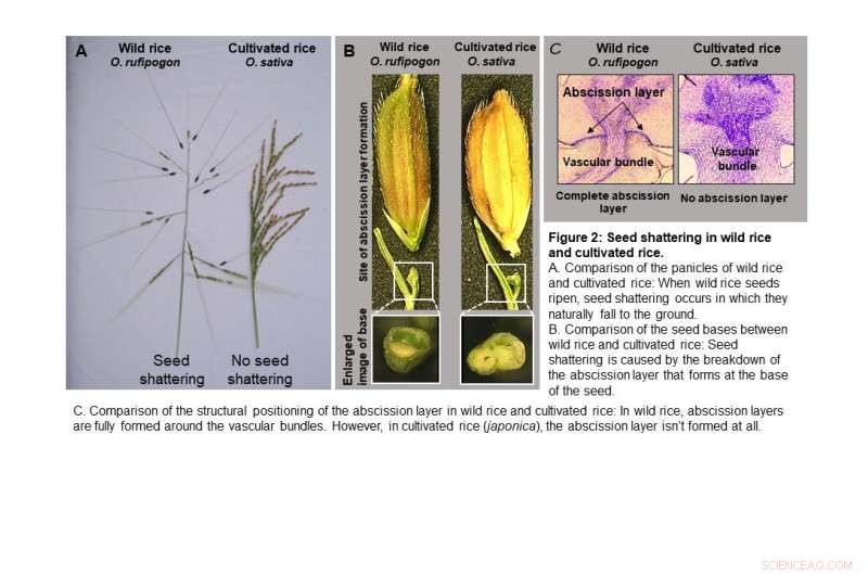 Three Key Gene Mutations That Revolutionized Rice Cultivation