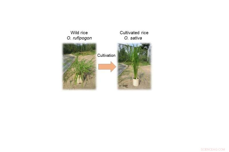 Three Key Gene Mutations That Revolutionized Rice Cultivation