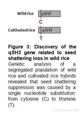 Three Key Gene Mutations That Revolutionized Rice Cultivation