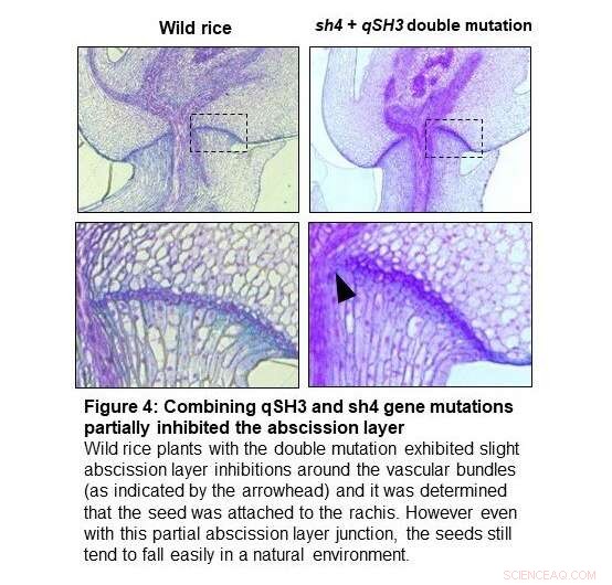 Three Key Gene Mutations That Revolutionized Rice Cultivation