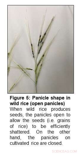 Three Key Gene Mutations That Revolutionized Rice Cultivation