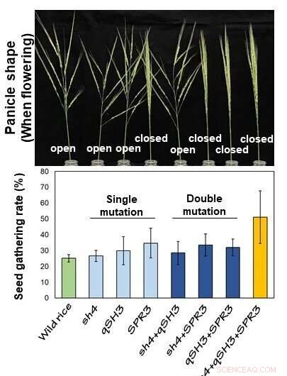 Three Key Gene Mutations That Revolutionized Rice Cultivation