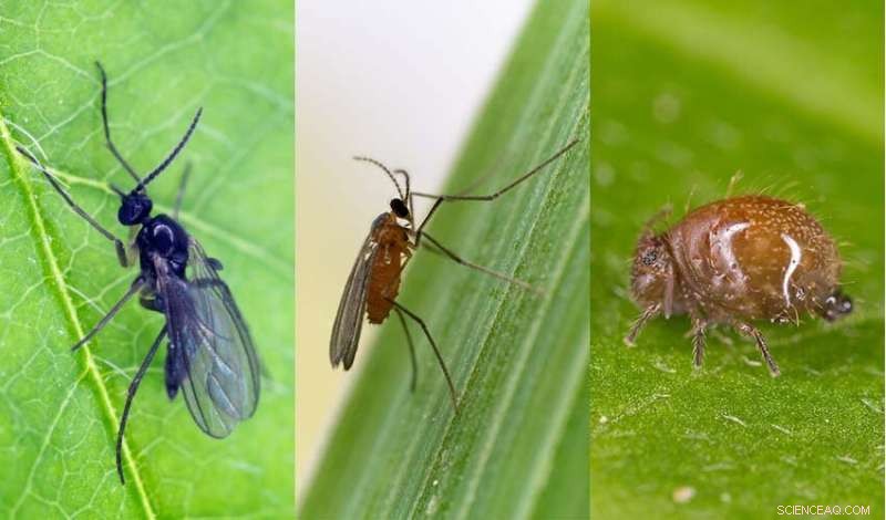 New Research Illuminates the Evolution of Fatherless Male Insects