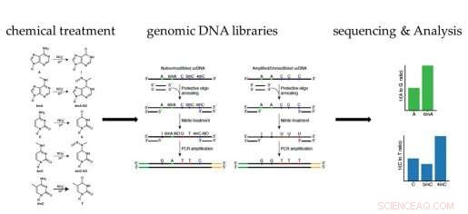 Advanced NT‑seq Technique Enhances DNA Methylation Analysis for Gene Regulation Studies