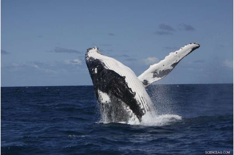 Humpback Whales Transfer Complex Songs Across Regions, Revealing Cultural Exchange
