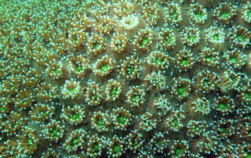 Coral Pathogen Eliminates Competitors in Coral Microbiome by Inducing Prophages