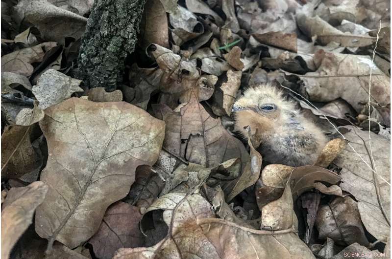 Tracking the Elusive Eastern Whip-Poor-Will: A Nighttime Study