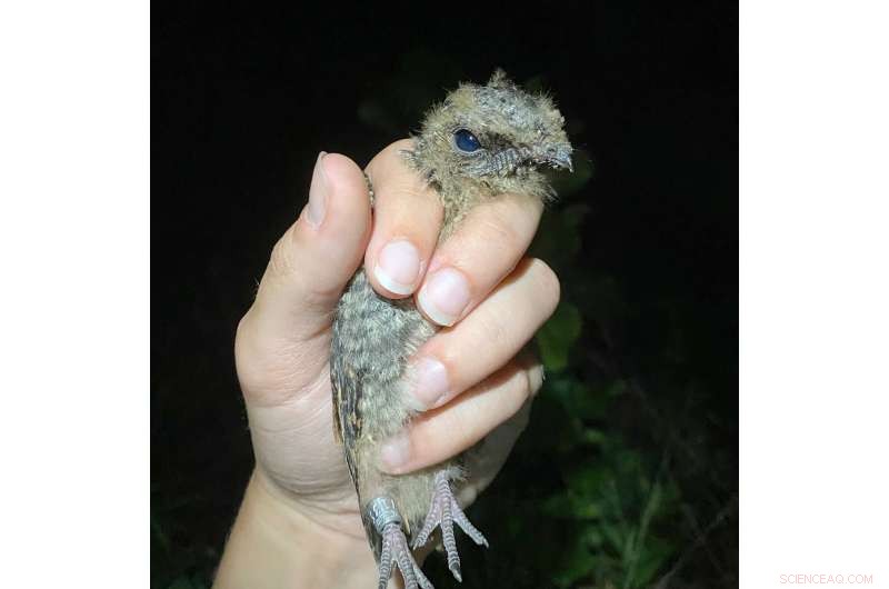 Tracking the Elusive Eastern Whip-Poor-Will: A Nighttime Study