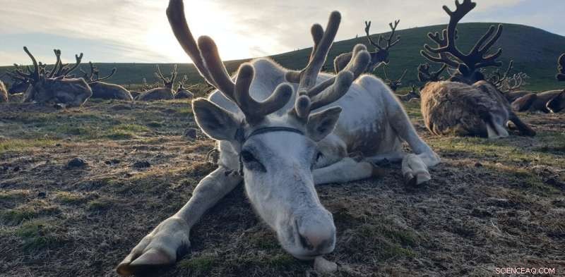 How Reindeer Adapt Their Eyes for Superior Winter Vision